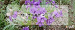 紫花地丁为什么不开花