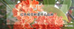 红色桂花树是什么品种