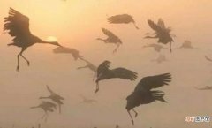 风声鹤唳成语故事是什么