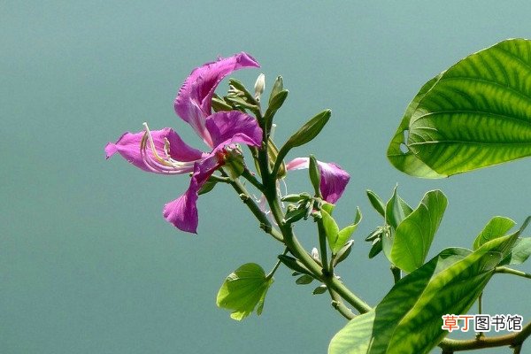 紫荆花的栽培与管理