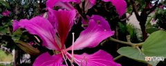 紫荆花花蕊是什么颜色