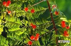 红豆杉怎么养长得快，教你六种养殖方法生长枝繁叶茂