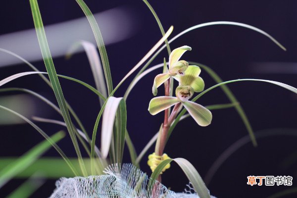如何养兰花，浇水保证盆土湿润光线用散射光滋养