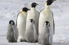 企鹅是鸟类吗
