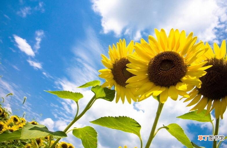 太阳花是不是向日葵，不是/而是一种极具观赏性的植物