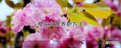 樱花盆景养护方法