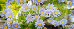 小雏菊和洋甘菊是同一种花吗