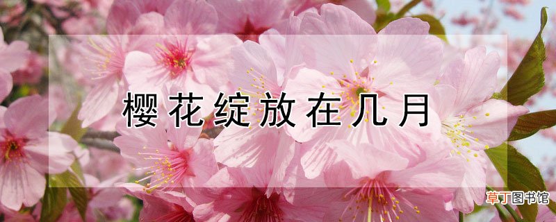樱花绽放在几月