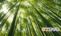 竹子究竟是什么植物 竹子的介绍