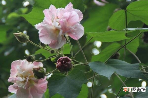 木芙蓉花有蕾不开花怎么回事，影响植株开花的5大因素