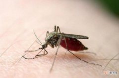 容易被蚊子咬是什么血型
