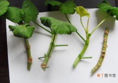15天生根 天竺葵快速生根法，教你最快生根六点步骤