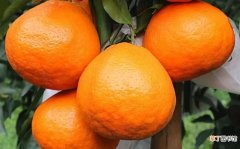 春见柑橘品质特征有哪些