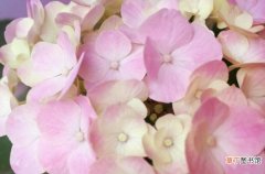 花期6-8月 绣球花的花期是什么时候，这些方法能让花期更长