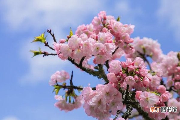 樱花树的管理与修剪