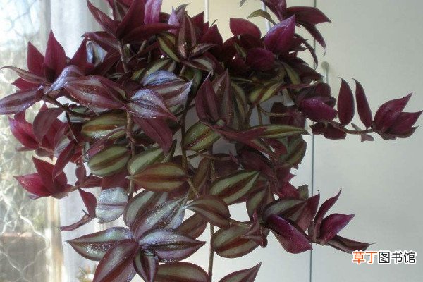 紫色吊兰怎么养才能更旺盛