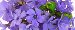 紫罗兰花什么时候开花