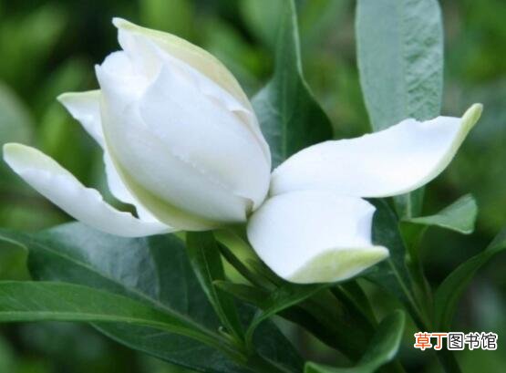 枙子花的花语是什么，代表着坚强、永恒的爱、一生的守候