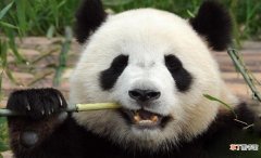 大熊猫的生活习性是什么