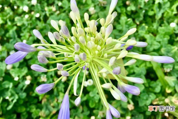 开蓝花的君子兰是什么品种