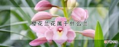 樱花兰花属于什么兰