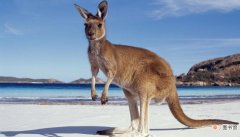 澳大利亚的三大国宝是什么