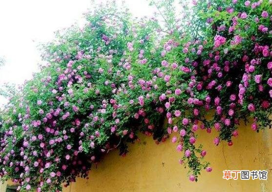 蔷薇花盆栽如何养，蔷薇花盆栽养殖方法