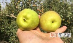 公梨和母梨的区分方法 公梨和母梨的区分方法分享