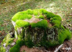 苔藓植物起源演化是什么