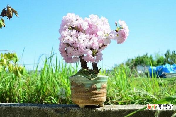 樱花盆栽养殖方法，分享樱花盆景养殖5大要点