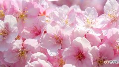 樱花盆栽养殖方法和注意事项