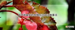 大叶海棠花的养殖方法和注意事项