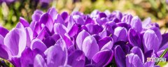 紫罗兰春天开花吗