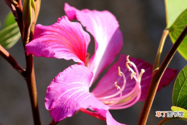 紫荆花的扦插方法和注意事项