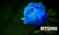 蓝色花卉有哪些 有什么蓝色花卉