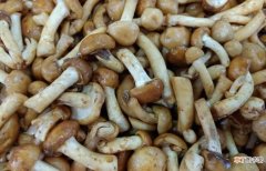 滑子菇属于什么分类