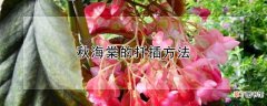 秋海棠的扦插方法