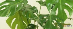 龟背竹用气生根可以繁殖吗