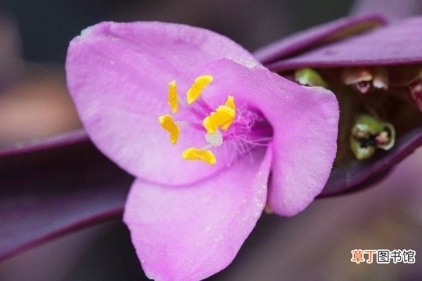 紫罗兰吊兰怎样繁殖