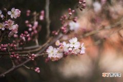 樱花树怎么种植，可以通过以下4步进行