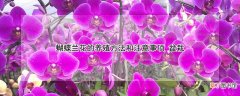 蝴蝶兰花的养殖方法和注意事项 盆栽