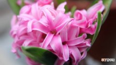 粉色风信子花语是什么