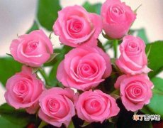 寓意深刻 玫瑰花种类有哪些，欣赏最好看的五大品种