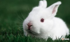 小白兔的生活特征以及喜好是什么