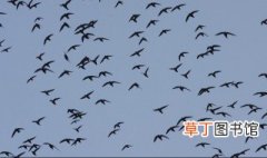 燕子成群有什么风水征兆 燕子成群的风水征兆介绍