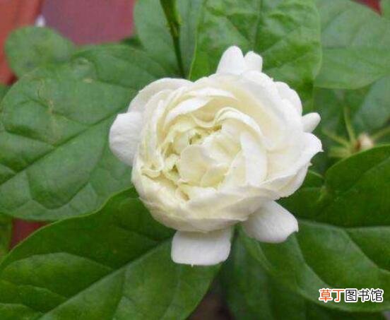 茉莉花的常见品种，欣赏最好看的六大品种