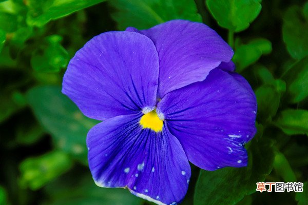 紫罗兰是哪个季节的花