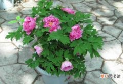 盆栽芍药花的养殖方法，五个要点帮你生长的青翠碧绿