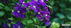 紫罗兰鲜花蔫了怎么办