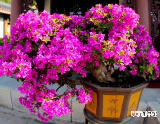 好看的杜鹃花盆景图片欣赏，花色艳丽、幸福安康